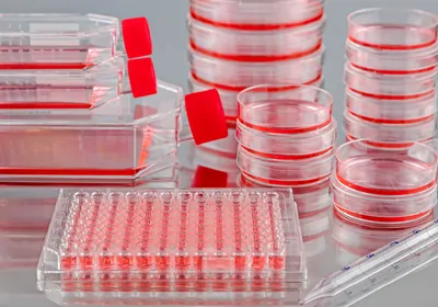 Tissue culture flasks, dishes, and a 96-well plate sitting in a biosafety cabinet. Tissue culture flasks, dishes, and a 96-well plate sitting in a biosafety cabinet.